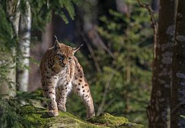 Lynx