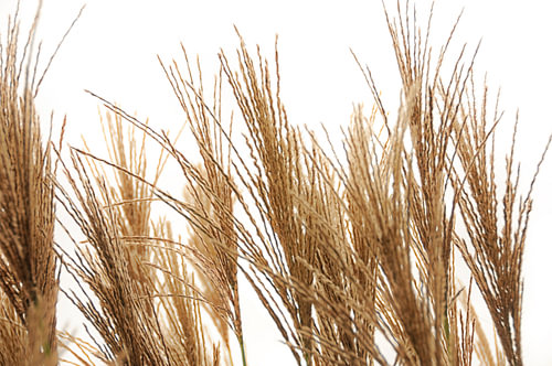 Flauschige Rispen des Chinesischen Silbergrases (Miscanthus sinensis) vor einem hellen Hintergrund.