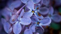 Purple flowers