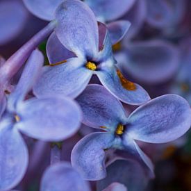 Purple flowers von Ronald van der Zon