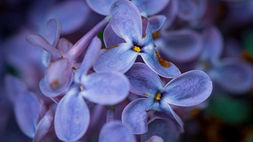 Paarse bloemen van dichtbij.