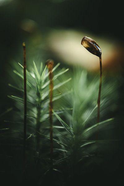 Detail photo of moss by Jan