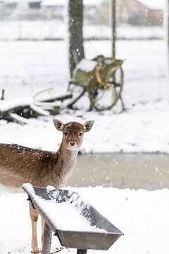 hertje in sneeuw van Jim Plaum