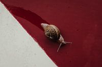 SLOW MOVE || slak