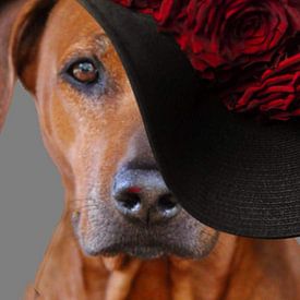 Dagmar Behrens Profile picture