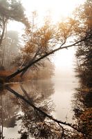 View through during a foggy sunrise