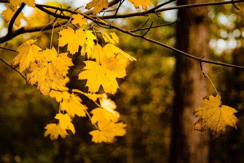 Last leaves of autumn by Linsey Aandewiel-Marijnen