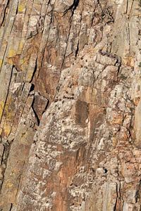 Large group of Griffon Vultures (Gyps fulvus) sur AGAMI Photo Agency