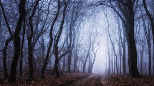 Das Licht von Lothlorien von Tvurk Photography