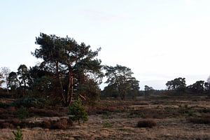 Hulshorsterhei in der Abendsonne
