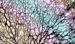 Die Seele des Waldes