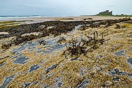 Paysage sur la côte dans l'est de l'Angleterre avec en arrière-plan le château de Bamburgh