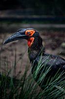 Südliche Hornnatter