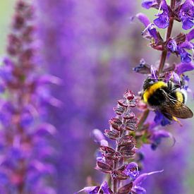 Bumblebee on purple sage flowers by Jolanta Mayerberg