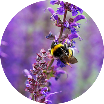 Hommel op paarse Salvia bloemen