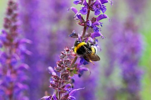 Hommel op paarse Salvia bloemen van Jolanta Mayerberg