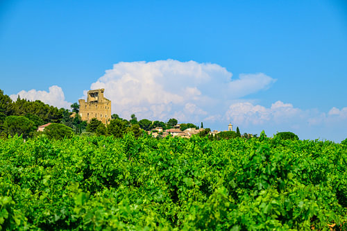 Vineyards at Chateauneuf du Pape by Sjoerd van der Wal Photography