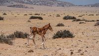 Wild horse foal in Garub in Namibia, Africa by Patrick Groß thumbnail