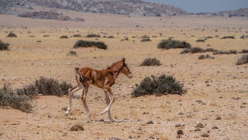 Wild horse foal in Garub in Namibia, Africa by Patrick Groß