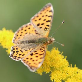 Small mother-of-pearl butterfly by Matthias Brix