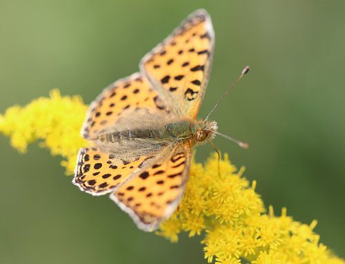 Kleine parelmoer vlinder