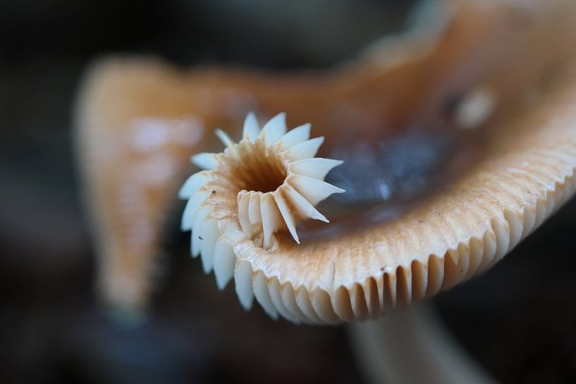paddenstoel von NanKee Fotografie 
