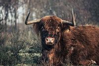 Schottischer Highlander