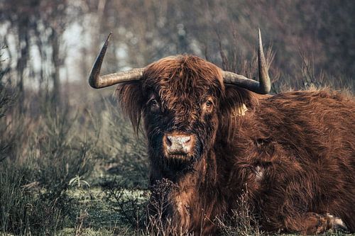 Scottish Highlander