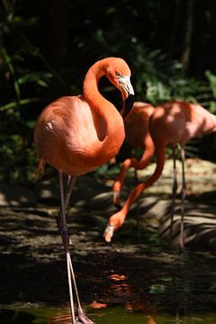 flamingo van Daisy Gubbels