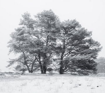 sneeuwboom van Rene scheuneman
