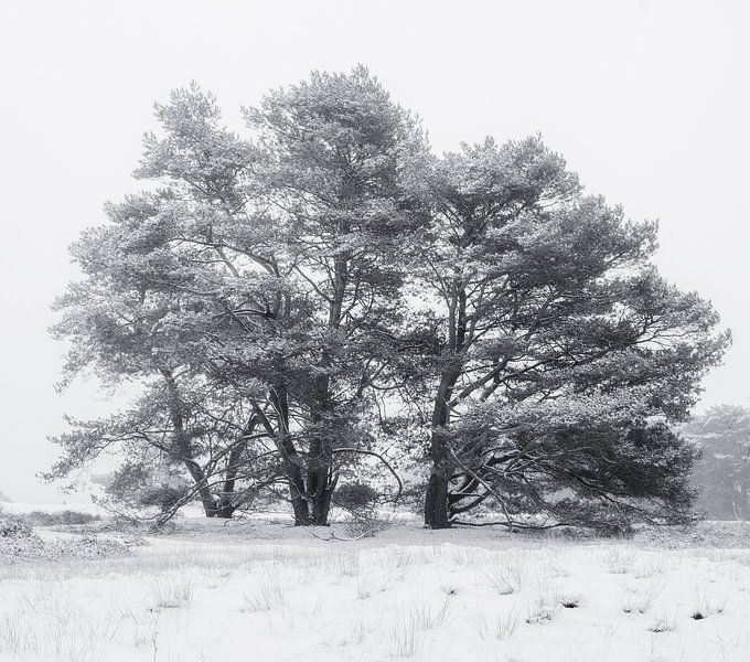 snow tree by Rene scheuneman