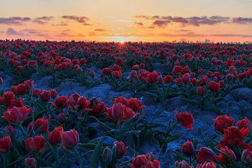 Zonsopkomst boven het tulpenveld. van Willemke de Bruin