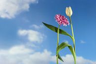 Dansende bloemen, een witte tulp en een roze gerbera dansen samen op een lente- of zomerfeest, in Eu van Maren Winter thumbnail