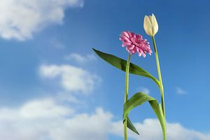 Tanzende Blumen, eine weiße Tulpe und eine rosa Gerbera tanzen zusammen auf einem Frühlings- oder So