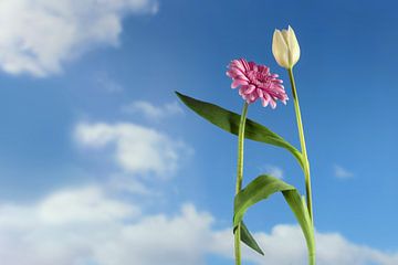 Dansende bloemen, een witte tulp en een roze gerbera dansen samen op een lente- of zomerfeest, in Eu van Maren Winter