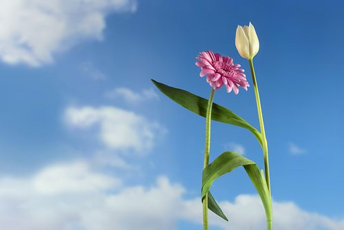 Tanzende Blumen, eine weiße Tulpe und eine rosa Gerbera tanzen zusammen auf einem Frühlings- oder So