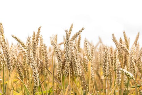 Goudgeel graan, ons voedsel