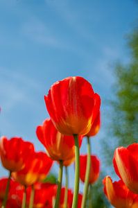 Rode tulp
