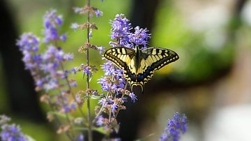 Enorme gele vlinder zittend op een violette bloem bloesem in griekenland van adventure-photos