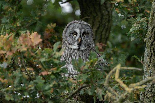 Laplanduil in een boom
