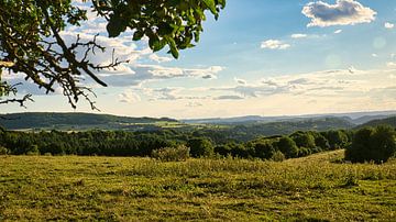 A sunny day in Saarland with a view across meadows into the valley. Cow in the meadow.