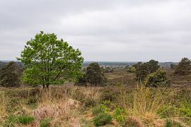 Frühlingslandschaft am Holterberg von Deborah de Meijer