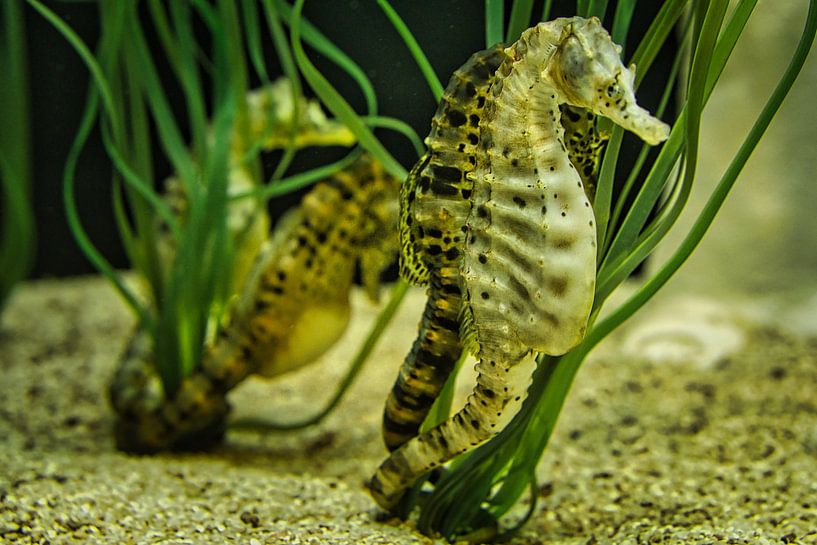 Een paar zeepaardjes in het zeegras van Martin Köbsch