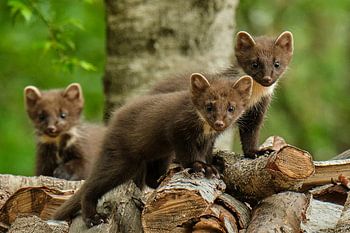 Jeune martre des pins sur un tas de bois