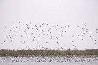Zeewolde Flevoland