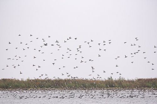 Zeewolde Flevoland van Robinotof
