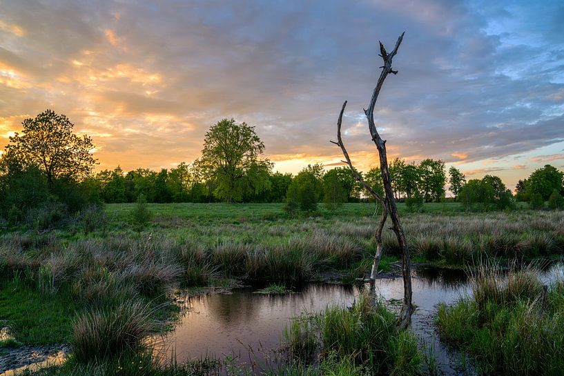 Kranzbrucher Venn, North Rhine-Westphalia, Germany by Alexander Ludwig