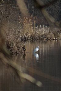 Zilverreiger van John Kerkhofs