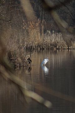 Egret by John Kerkhofs