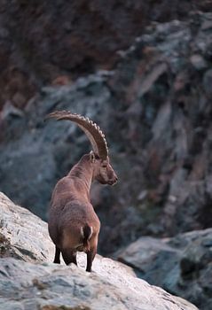 Capricorn in a mountain landscape